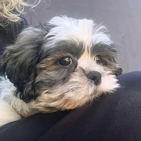 Meet your Posher, Meredith - Picture 8 of 15